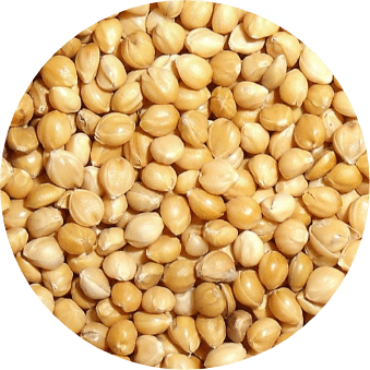 دخن اصفر مليسا